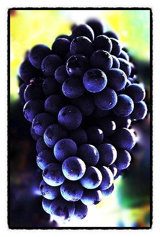 그레이프Grape 이미지