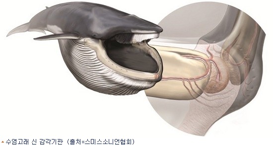 고래수염 이미지