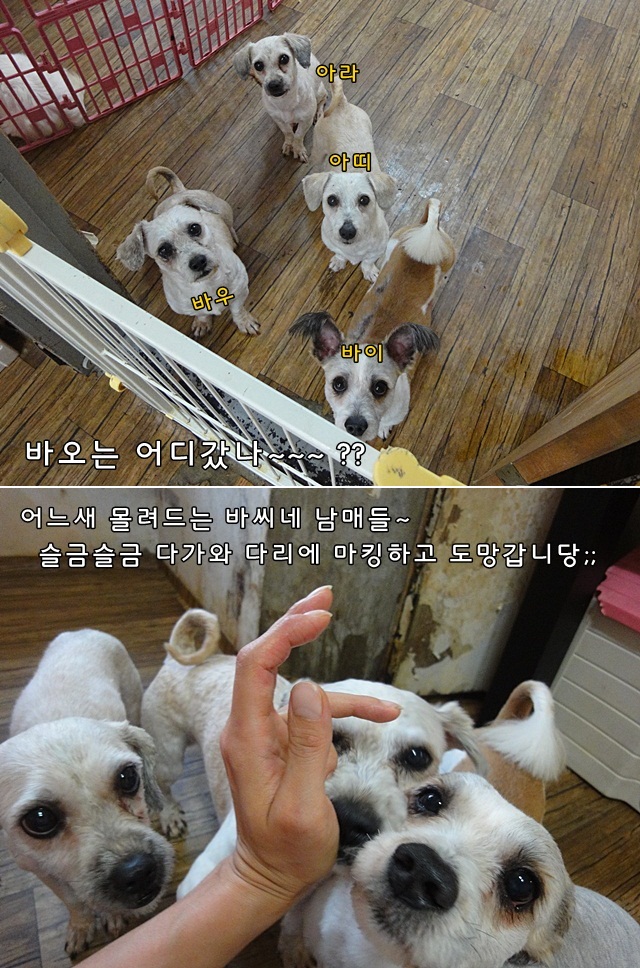 아라아띠 이미지