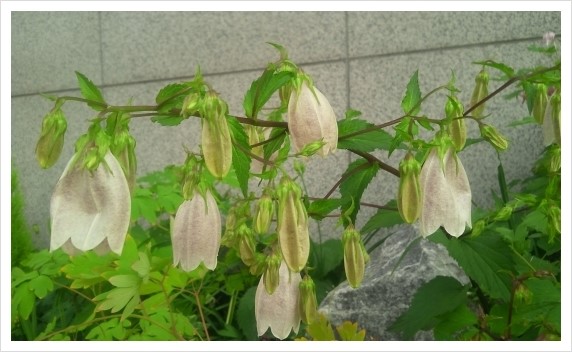 중부꽃화원 이미지
