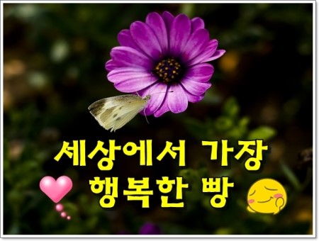 행복한빵세상 이미지