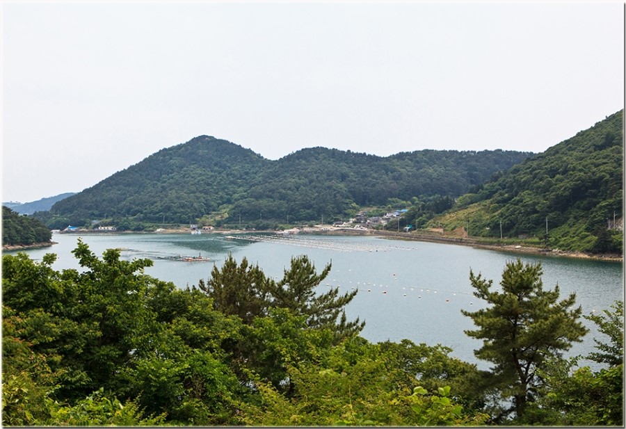 세포마을가는개 이미지