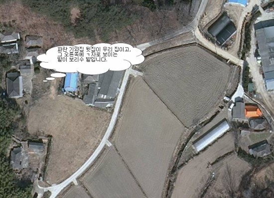 고성보리수 이미지