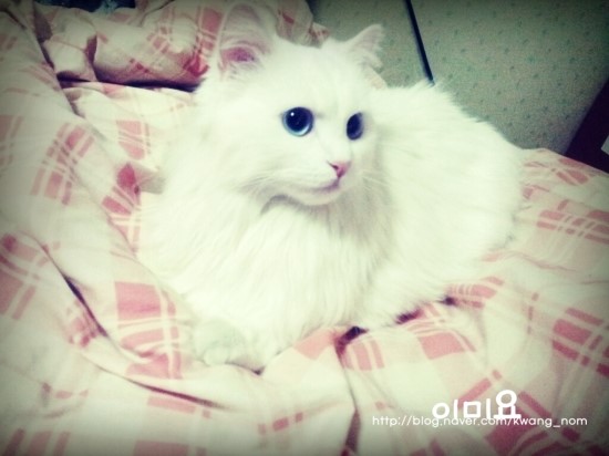 미요 이미지