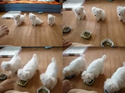 형제PC 이미지