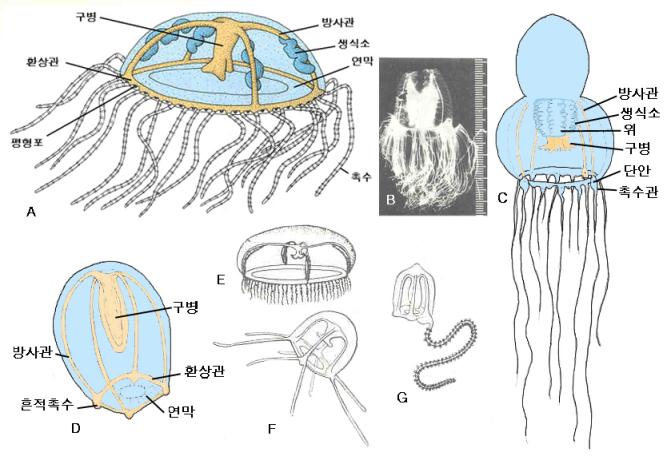 [동물분류학] 07주차. 중생동물, 해면동물문, 판형동물문, 자포동물문, 유즐동물문, 편형동물문 : 네이버 블로그