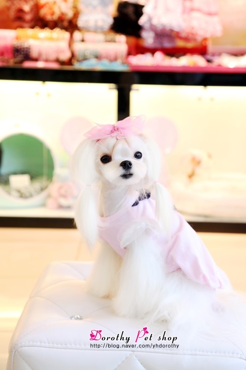 다나펫 이미지