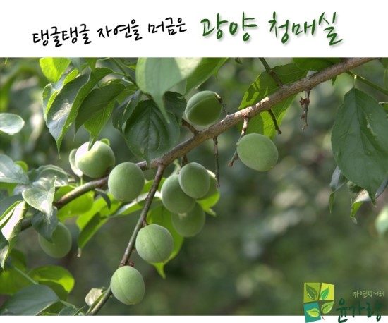 자연먹거리 이미지