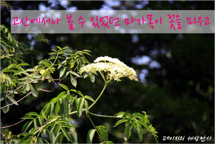 조성꽃순이 이미지