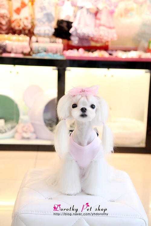 다나펫 이미지