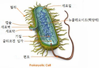 [일반생물학] exp1. 현미경의 구조와 원리 (동물세포, 식물세포의 관찰) : 네이버 블로그