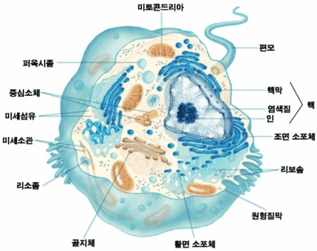 [일반생물학] exp1. 현미경의 구조와 원리 (동물세포, 식물세포의 관찰) : 네이버 블로그