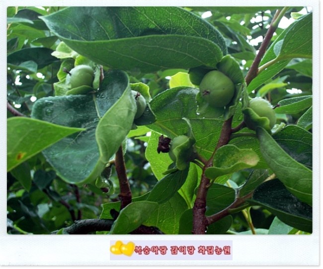 화림농원 이미지