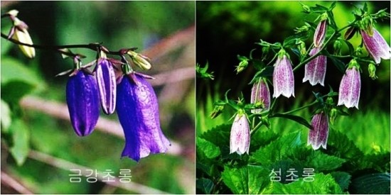 초롱꽃 이미지