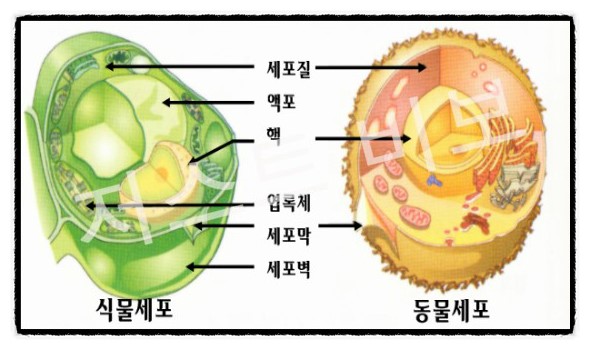 중1 과학 정리 - 세포 : 네이버 블로그