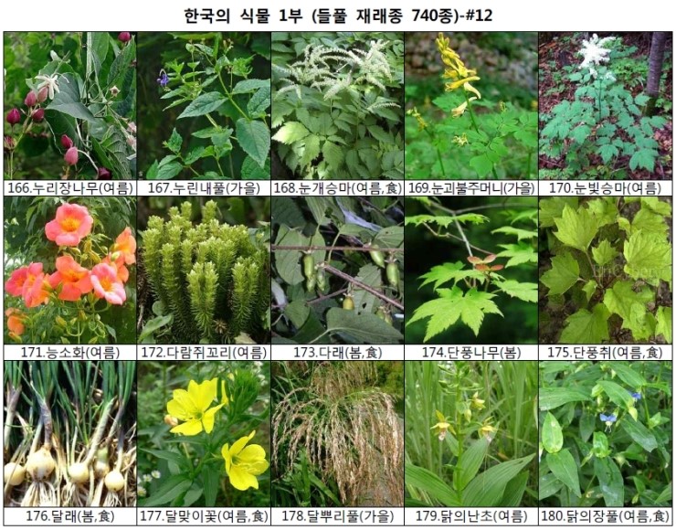 야생화 들풀 이름 찾기 (들풀 재래종 740종) : 네이버 블로그