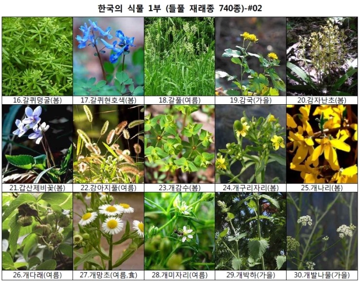 야생화 들풀 이름 찾기 (들풀 재래종 740종) : 네이버 블로그