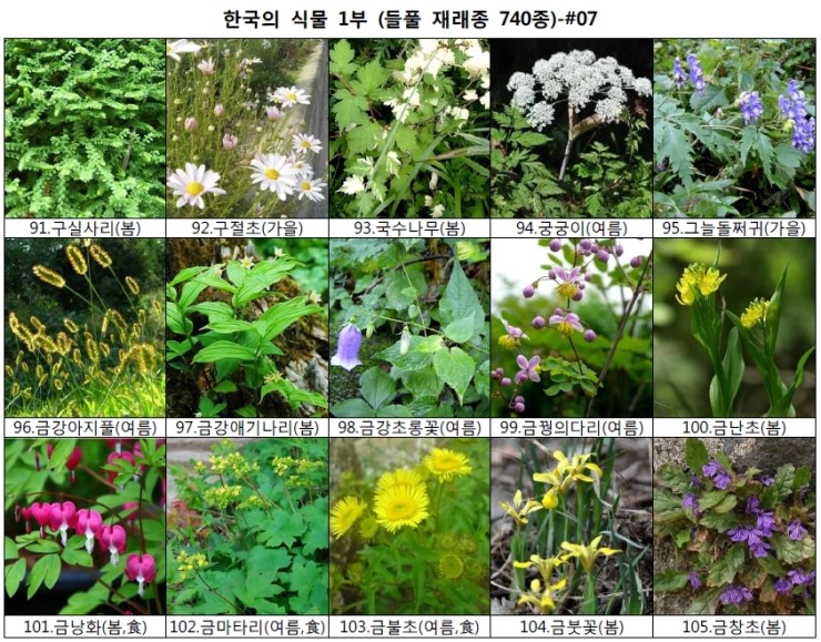 야생화 들풀 이름 찾기 (들풀 재래종 740종) : 네이버 블로그