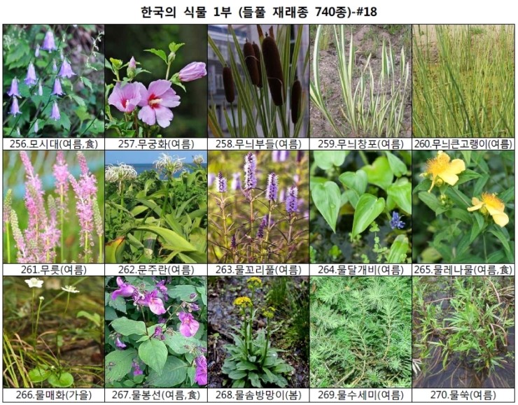 야생화 들풀 이름 찾기 (들풀 재래종 740종) : 네이버 블로그