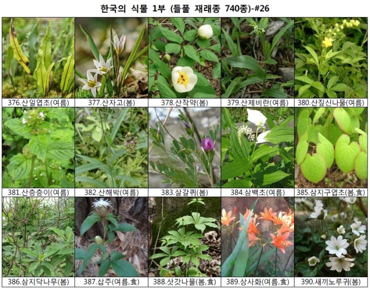야생화 들풀 이름 찾기 (들풀 재래종 740종) : 네이버 블로그