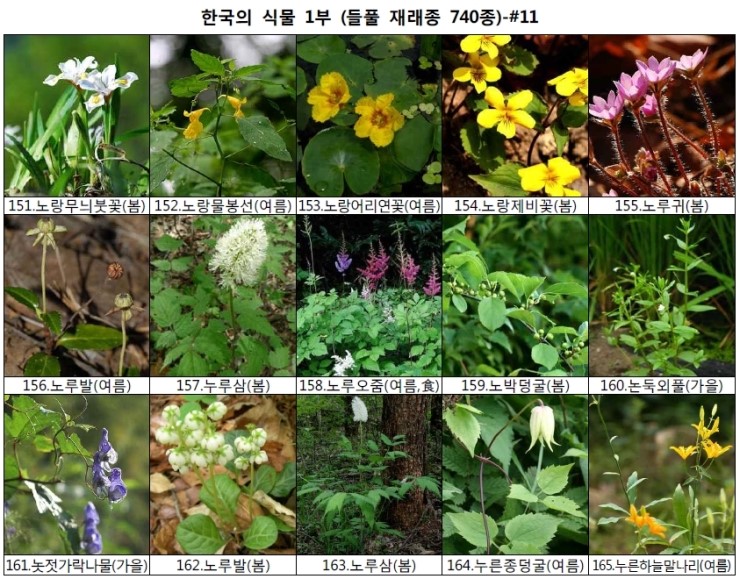 야생화 들풀 이름 찾기 (들풀 재래종 740종) : 네이버 블로그
