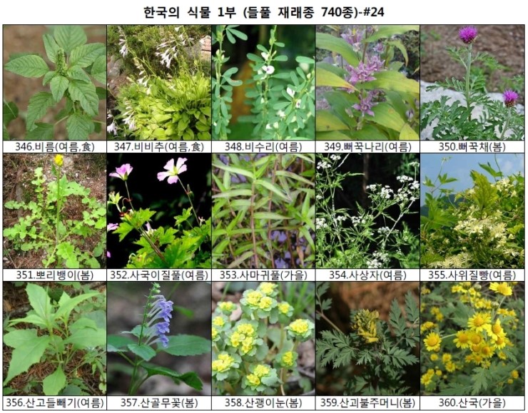 야생화 들풀 이름 찾기 (들풀 재래종 740종) : 네이버 블로그