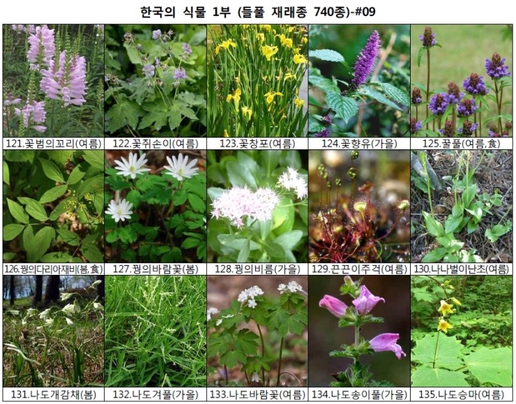 야생화 들풀 이름 찾기 (들풀 재래종 740종) : 네이버 블로그