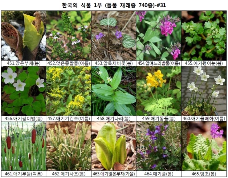 야생화 들풀 이름 찾기 (들풀 재래종 740종) : 네이버 블로그