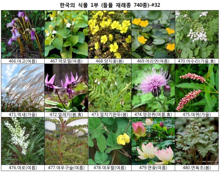 야생화 들풀 이름 찾기 (들풀 재래종 740종) : 네이버 블로그