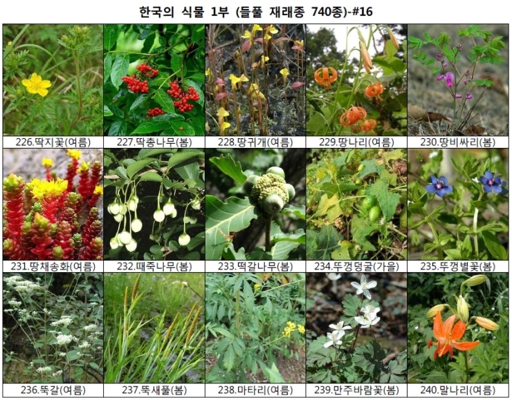 야생화 들풀 이름 찾기 (들풀 재래종 740종) : 네이버 블로그