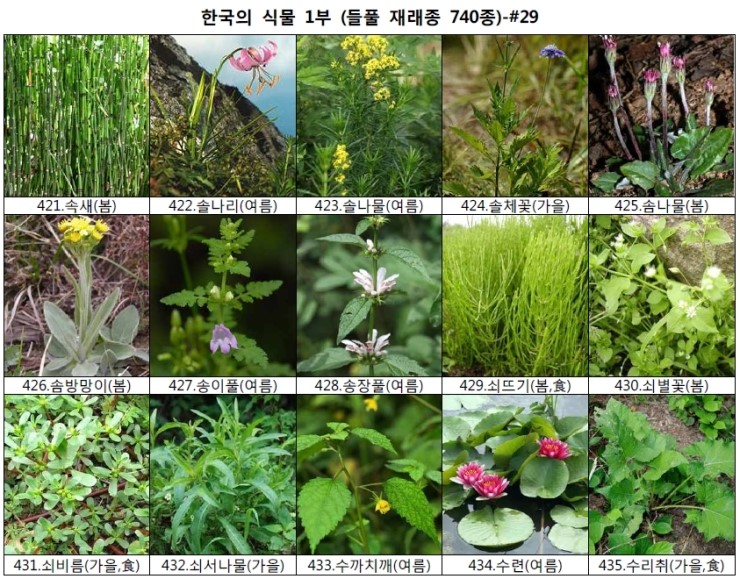 야생화 들풀 이름 찾기 (들풀 재래종 740종) : 네이버 블로그