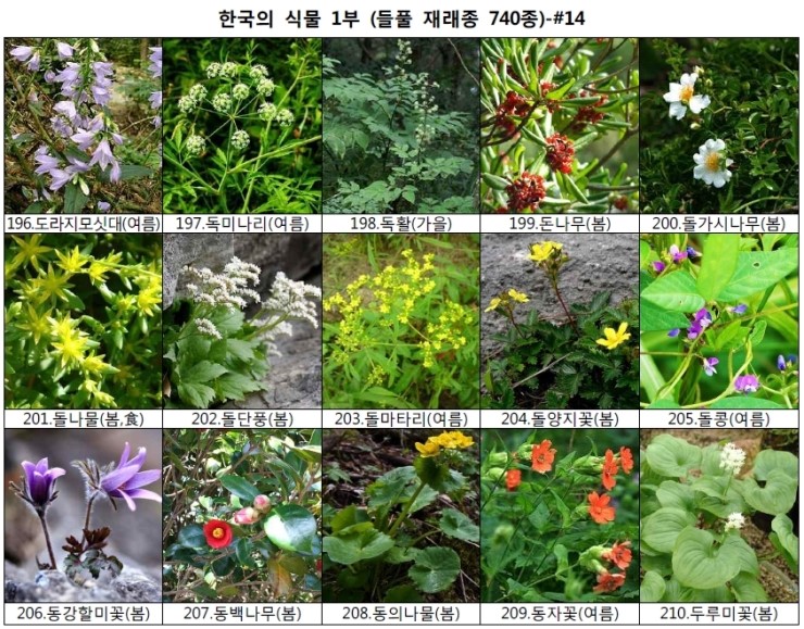 야생화 들풀 이름 찾기 (들풀 재래종 740종) : 네이버 블로그