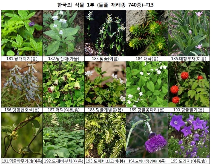 야생화 들풀 이름 찾기 (들풀 재래종 740종) : 네이버 블로그