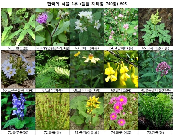 야생화 들풀 이름 찾기 (들풀 재래종 740종) : 네이버 블로그