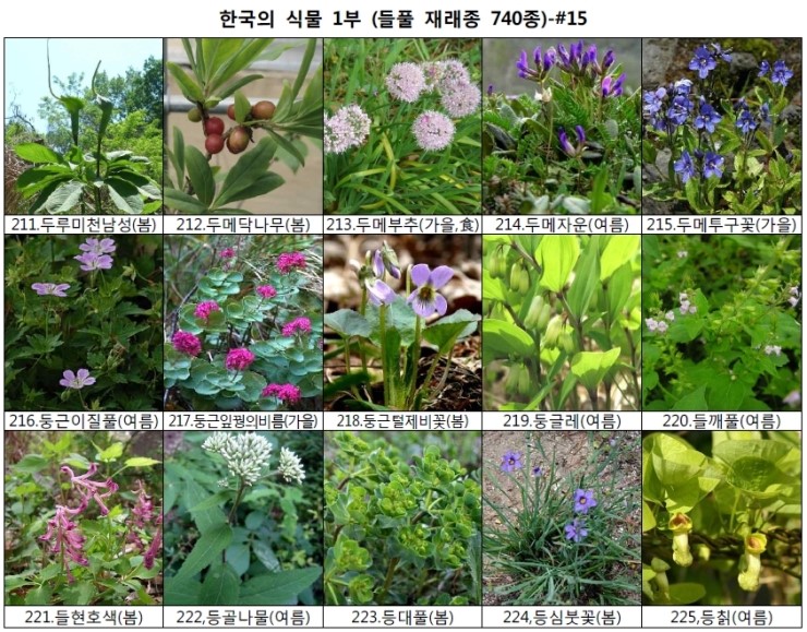 야생화 들풀 이름 찾기 (들풀 재래종 740종) : 네이버 블로그