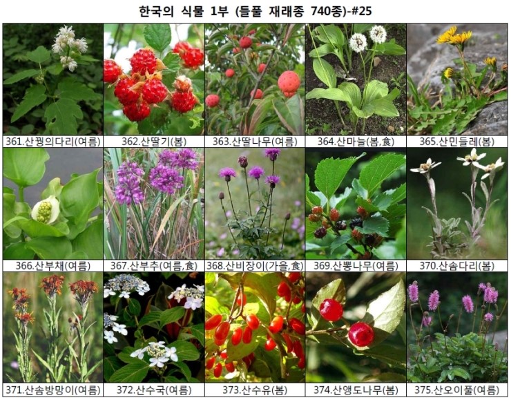 야생화 들풀 이름 찾기 (들풀 재래종 740종) : 네이버 블로그