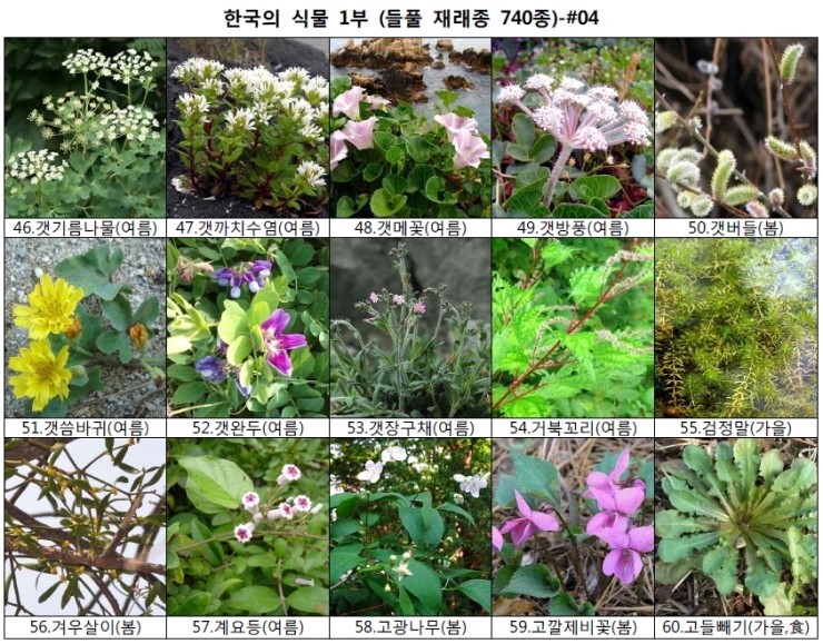 야생화 들풀 이름 찾기 (들풀 재래종 740종) : 네이버 블로그