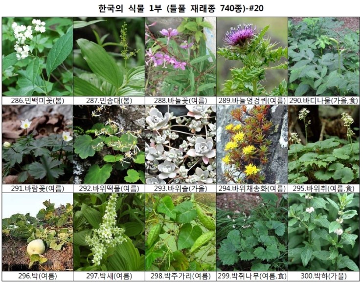 야생화 들풀 이름 찾기 (들풀 재래종 740종) : 네이버 블로그