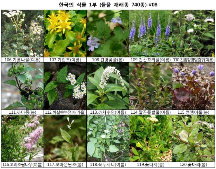 야생화 들풀 이름 찾기 (들풀 재래종 740종) : 네이버 블로그