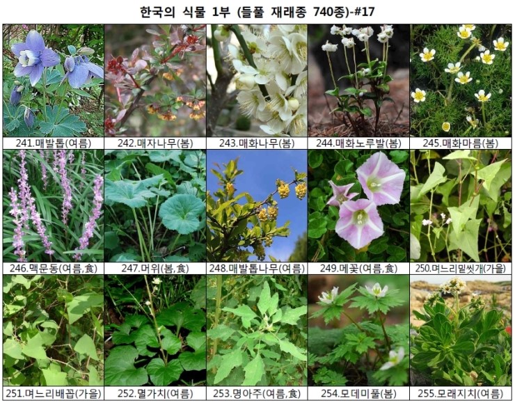 야생화 들풀 이름 찾기 (들풀 재래종 740종) : 네이버 블로그