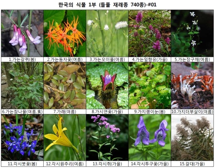 야생화 들풀 이름 찾기 (들풀 재래종 740종) : 네이버 블로그