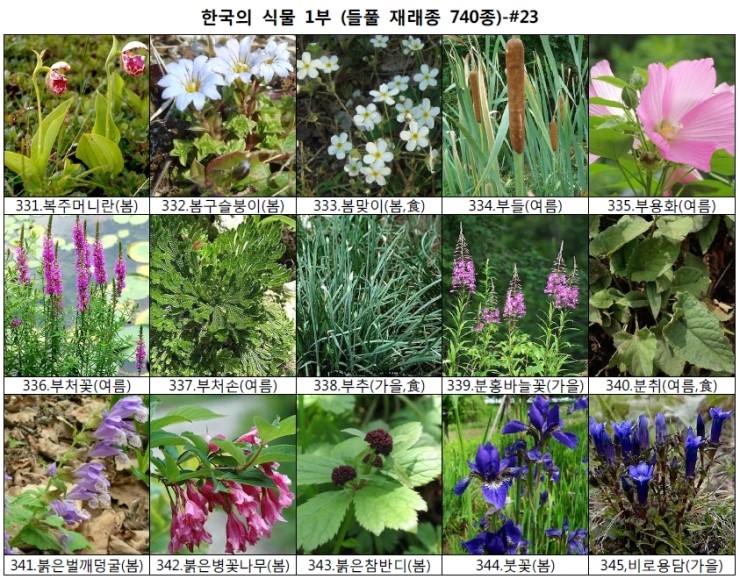 야생화 들풀 이름 찾기 (들풀 재래종 740종) : 네이버 블로그
