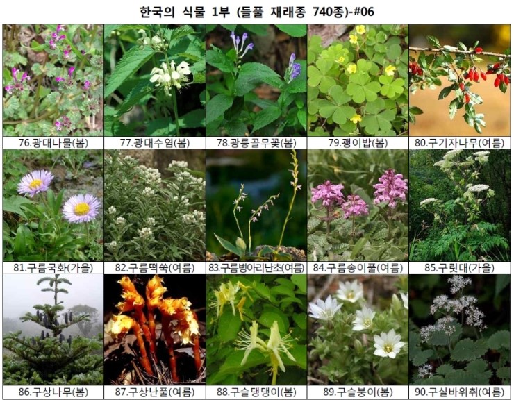 야생화 들풀 이름 찾기 (들풀 재래종 740종) : 네이버 블로그