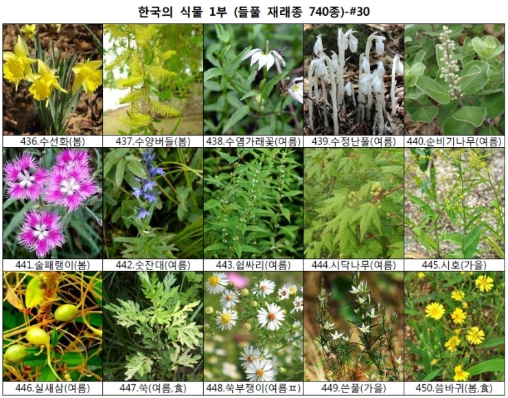 야생화 들풀 이름 찾기 (들풀 재래종 740종) : 네이버 블로그