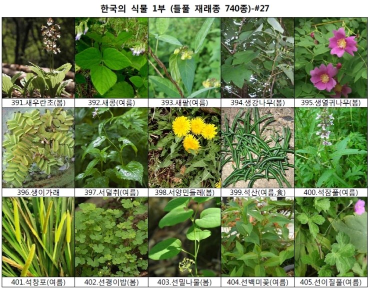 야생화 들풀 이름 찾기 (들풀 재래종 740종) : 네이버 블로그