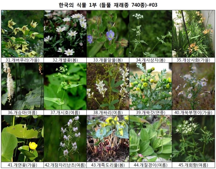 야생화 들풀 이름 찾기 (들풀 재래종 740종) : 네이버 블로그