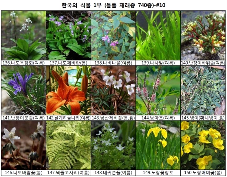 야생화 들풀 이름 찾기 (들풀 재래종 740종) : 네이버 블로그