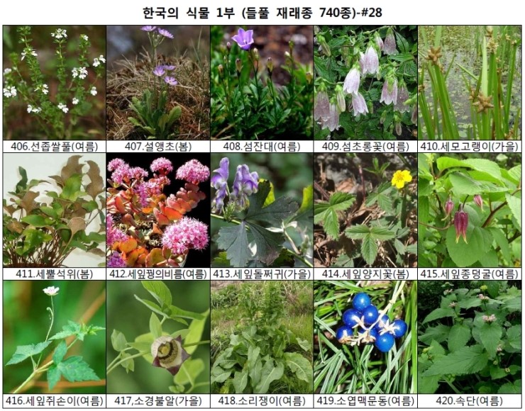 야생화 들풀 이름 찾기 (들풀 재래종 740종) : 네이버 블로그