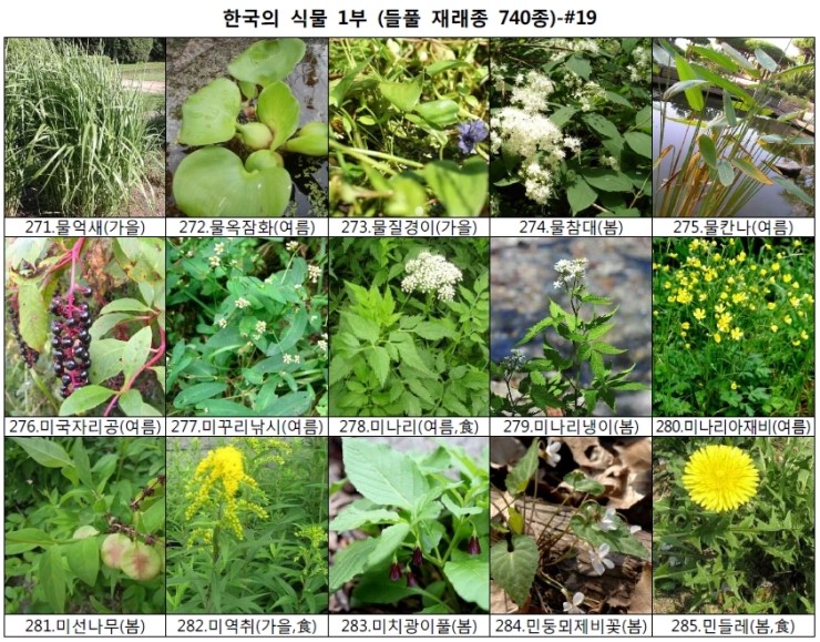 야생화 들풀 이름 찾기 (들풀 재래종 740종) : 네이버 블로그
