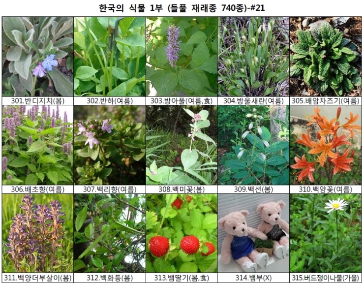 야생화 들풀 이름 찾기 (들풀 재래종 740종) : 네이버 블로그